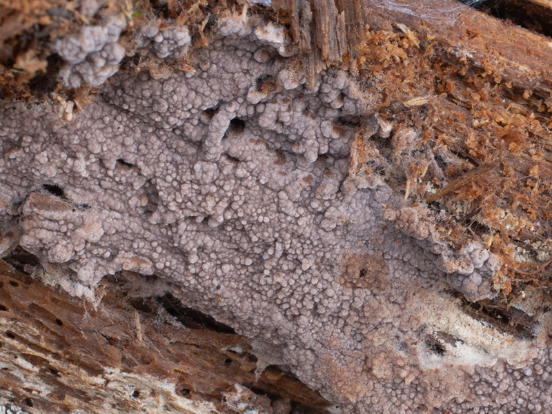 Tomentella sublilacina